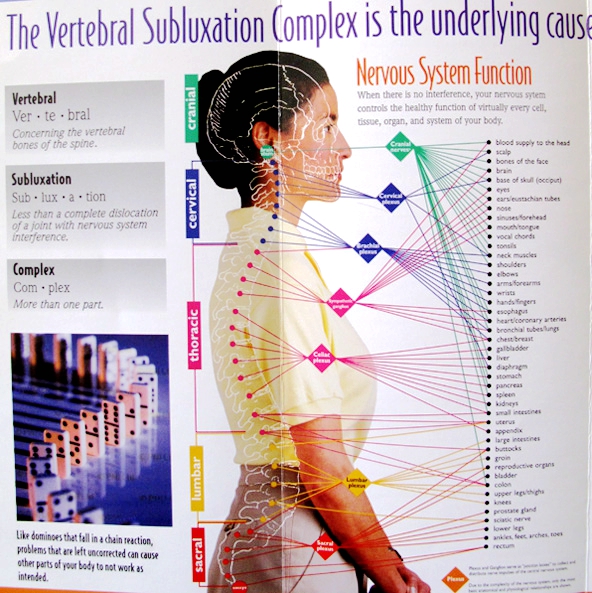 Spinal Nervous System Function