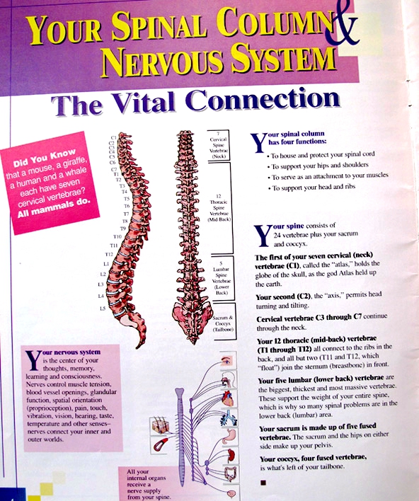 Spinal Column Nervous System