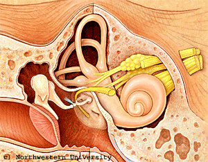 Hearing Ananimation
