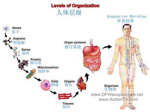 Level of Organization