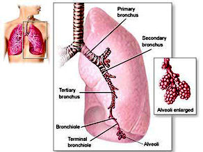 Lung Function